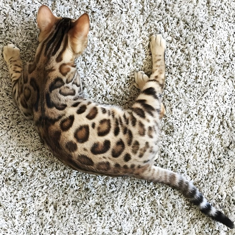 Бенгальская кошка табби