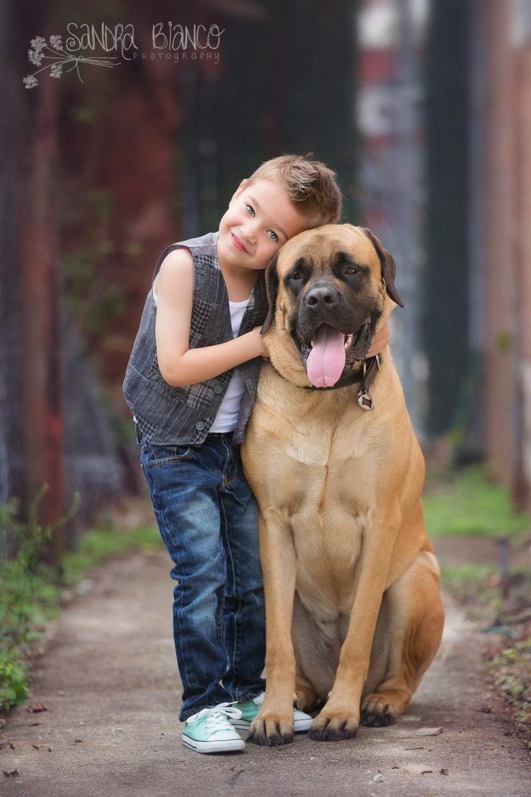 Золотистый ретривер нянька