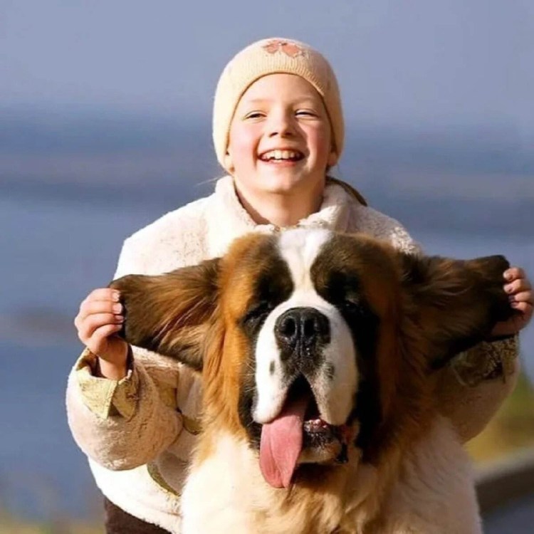 Сенбернар с человеком