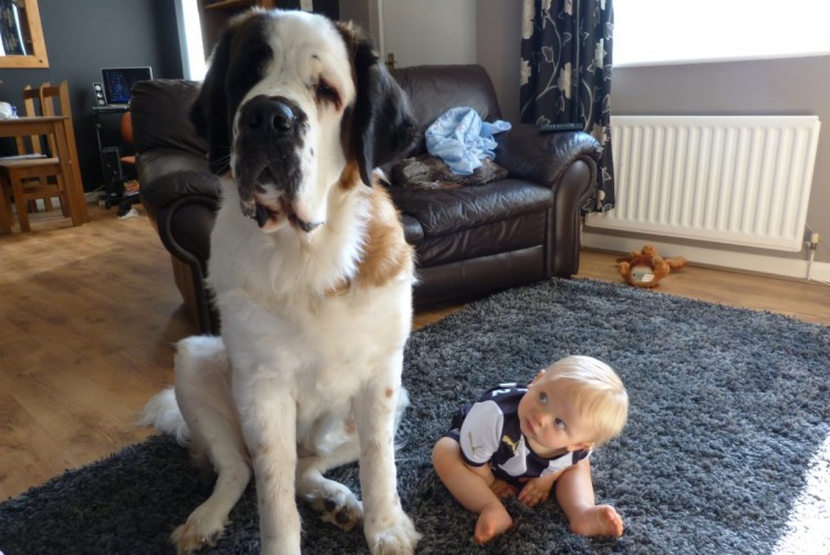 Американская Акита и дети