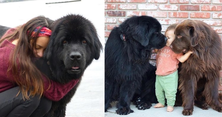 Тибетский мастиф и водолаз