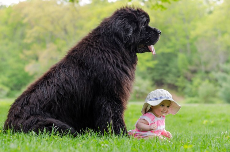 Лабрадор черный гладкошерстный