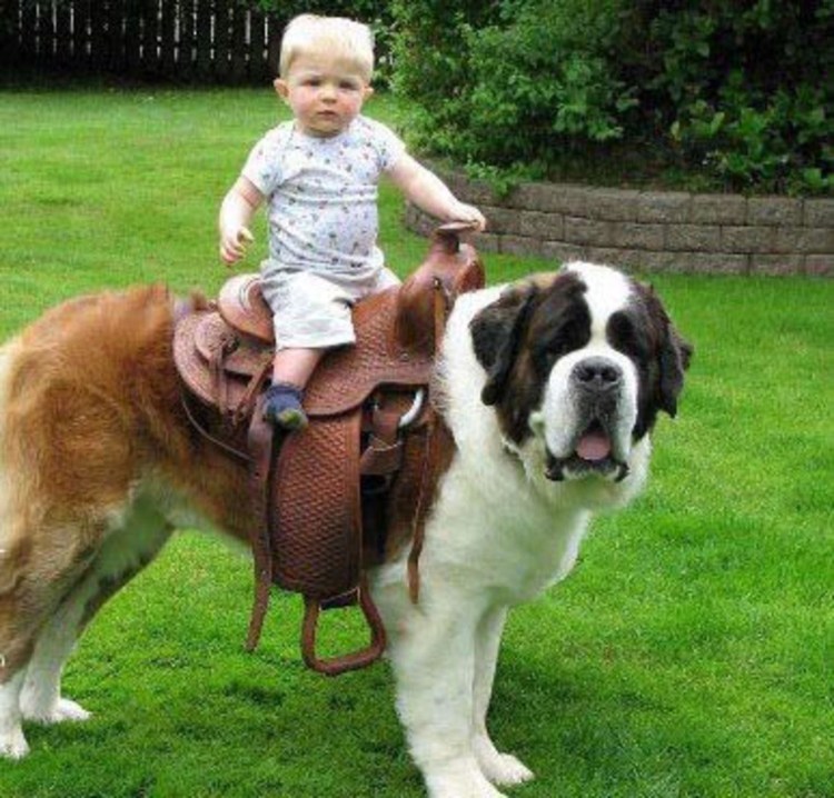 Сенбернар Бенедиктин 166 кг