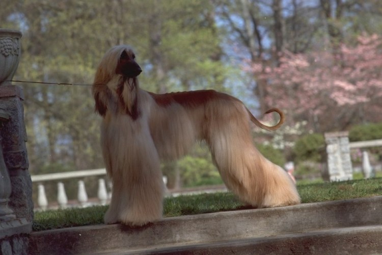 Аусси порода собак