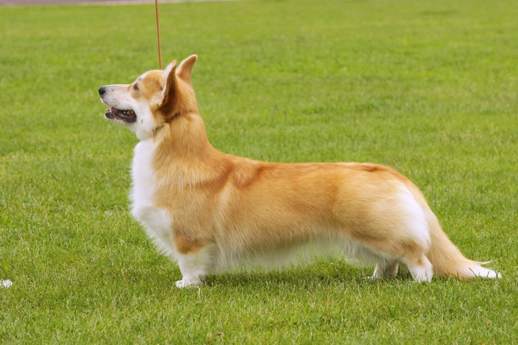 Корги альбинос