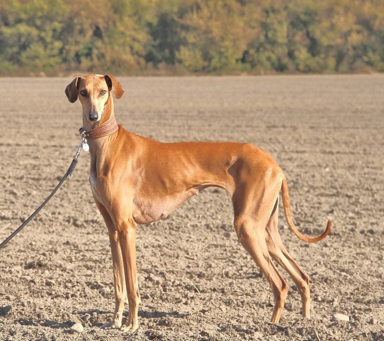 Аусси австралийская овчарка без хвоста
