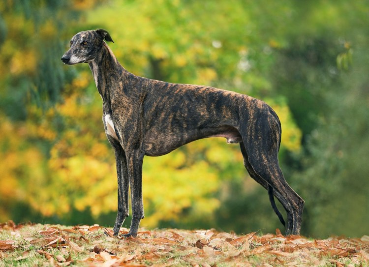 Чихуахуа стандарт гладкошерстные