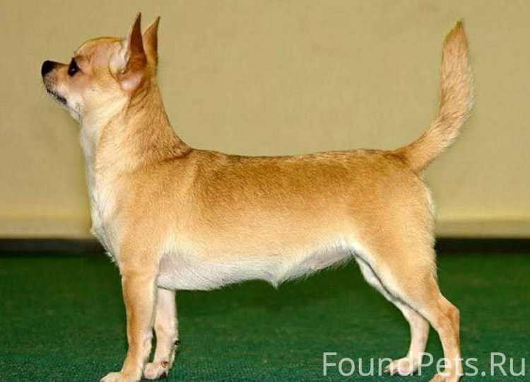 Хвост собаки