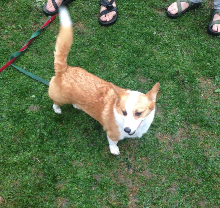 Нестриженный Йоркширский терьер