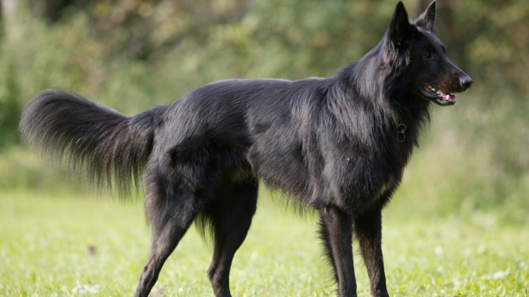 Русская гончая борзая