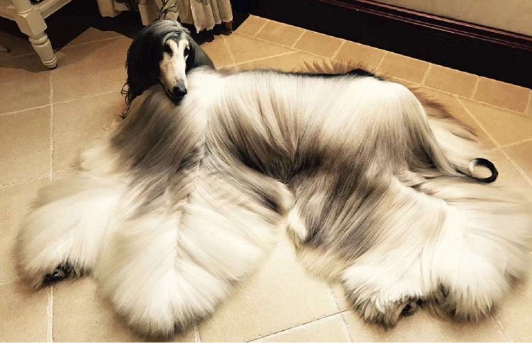 Доберман не купированый