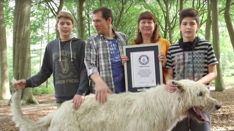 Исландская пастушья овчарка