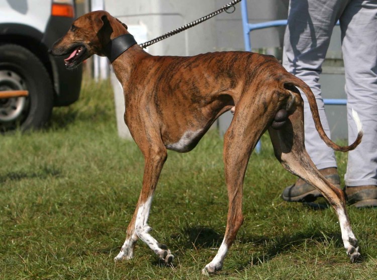 Вельш корги пемброк рыжий