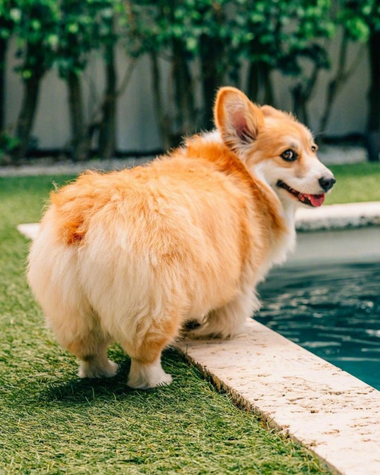 Азавак худая собака