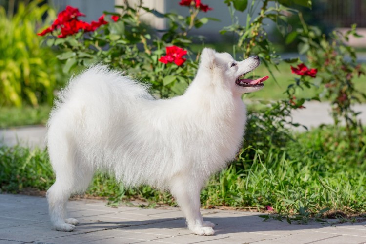 Азавак Африканская борзая