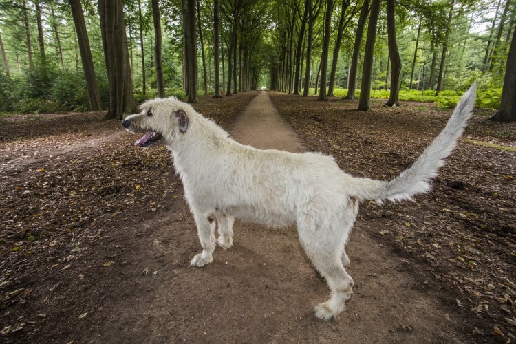 Ирландский волкодав с длинным хвостом