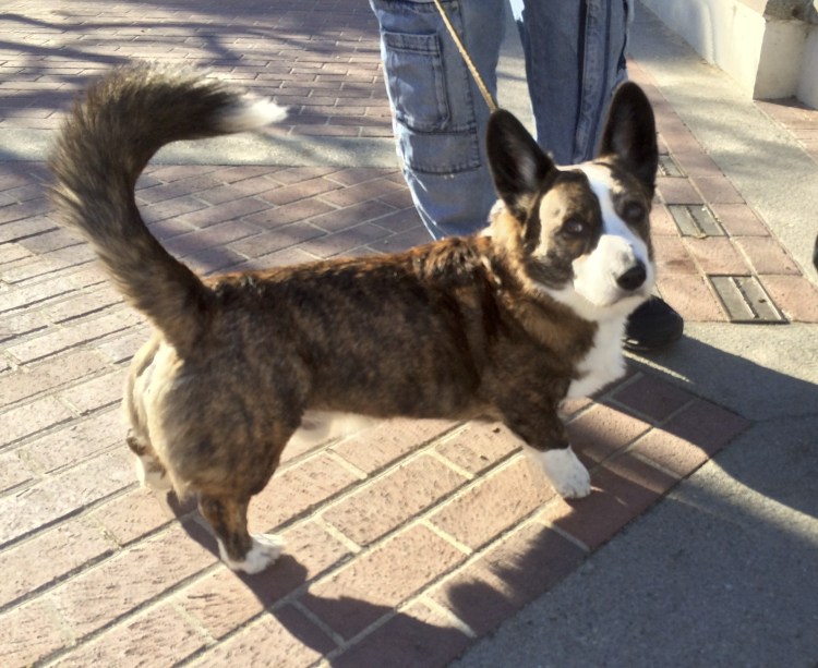 Салюки порода собак