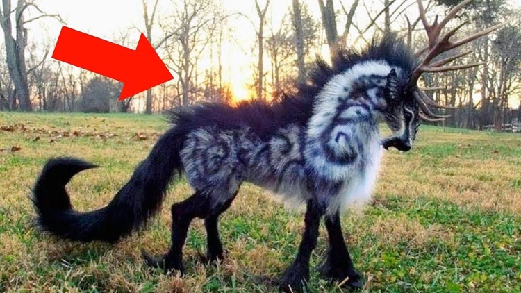 Хвост длинношерстного чихуахуа