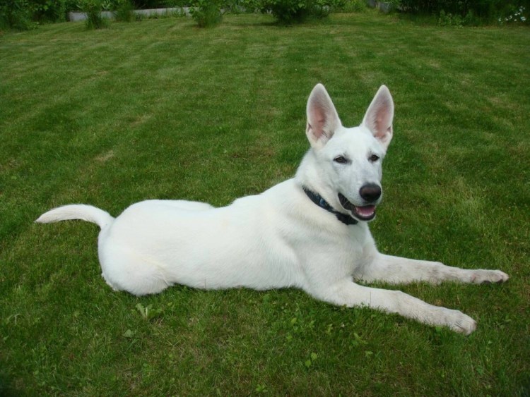 Корги пемброк