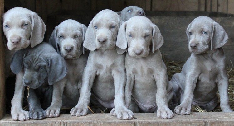 Веймаранер собака