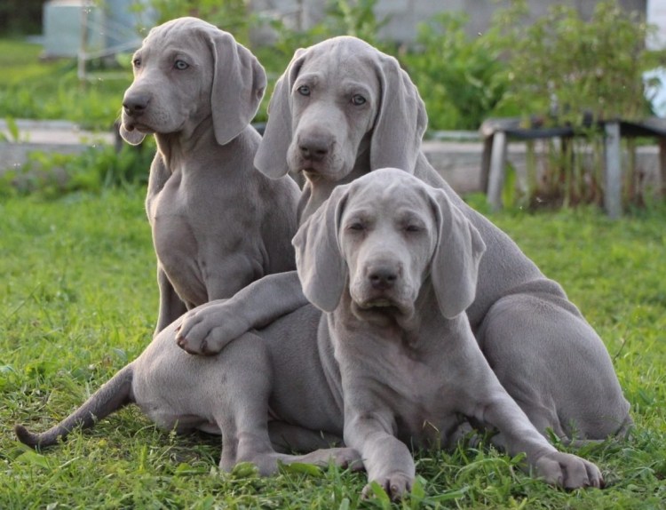 Гончая Веймаранер