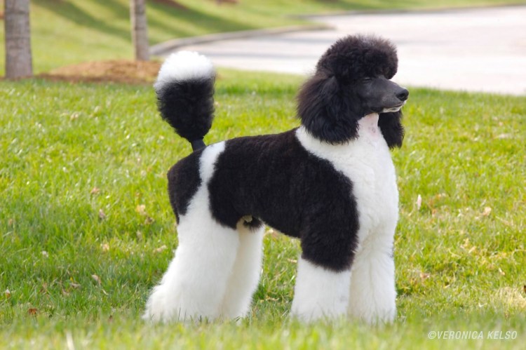 Порода собаки в фильме Тайсон