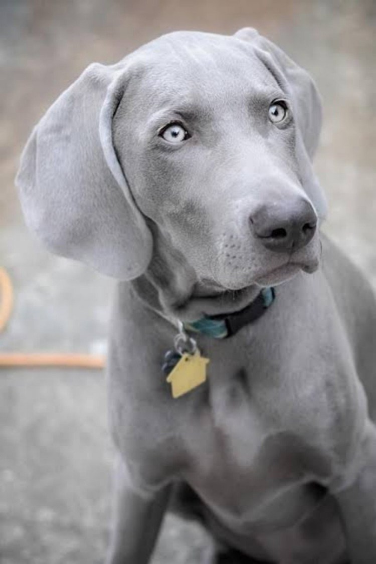 Порода собак Веймаранер