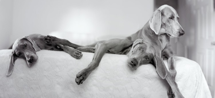 Веймаранер серебряный призрак