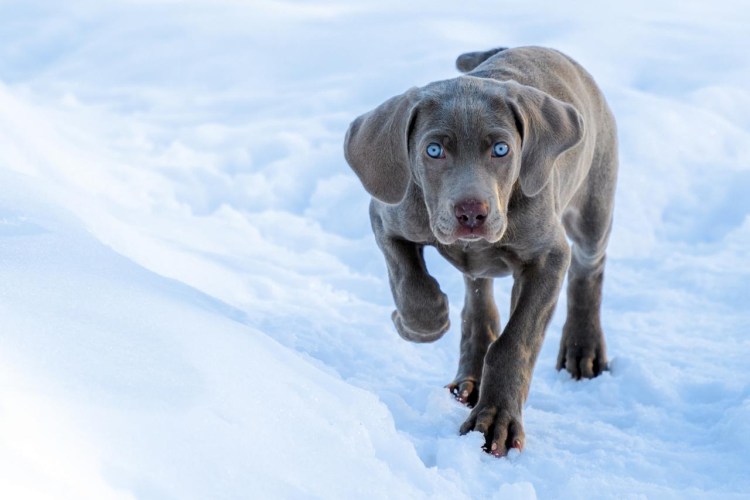 Веймаранер альбинос