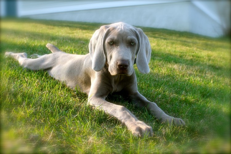 Собака призрак Веймаранер
