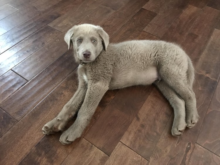 Гончая Веймаранер