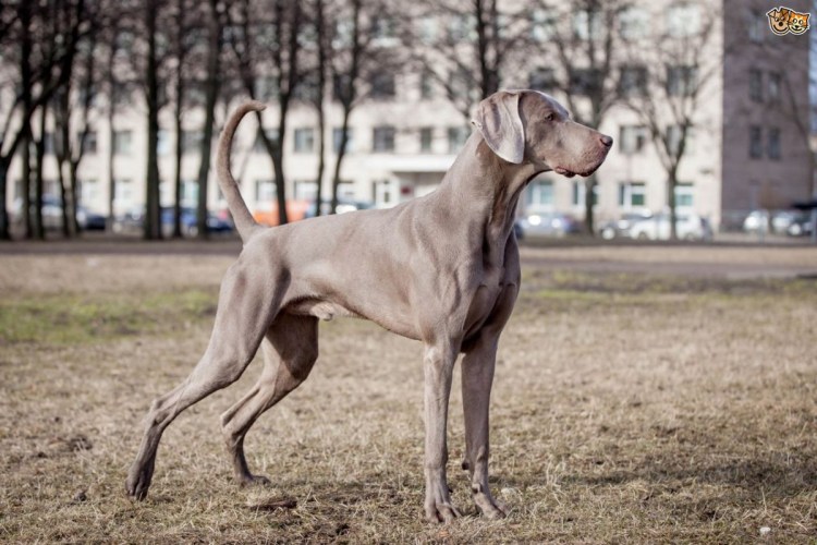 Веймаранер (Веймарская легавая)