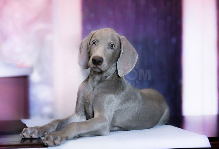 Венмайер порода собак