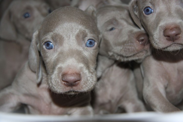 Гончая Веймаранер голубая