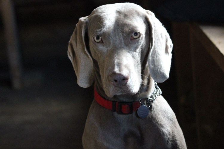 Гончая Веймаранер голубая