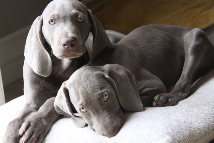 Веймаранер голубого окраса