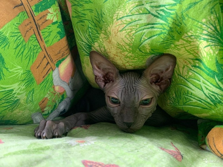 Сфинкс поинт с голубыми глазами