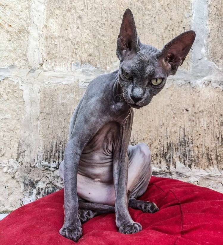 Алиса сфинкс