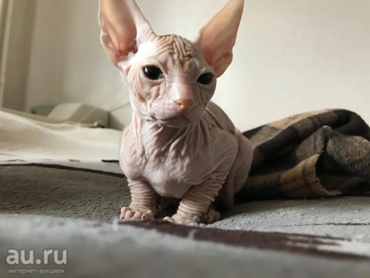 Сфинкс Донской длинные ноги