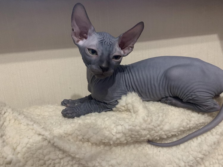 Сфинкс мальчик фото