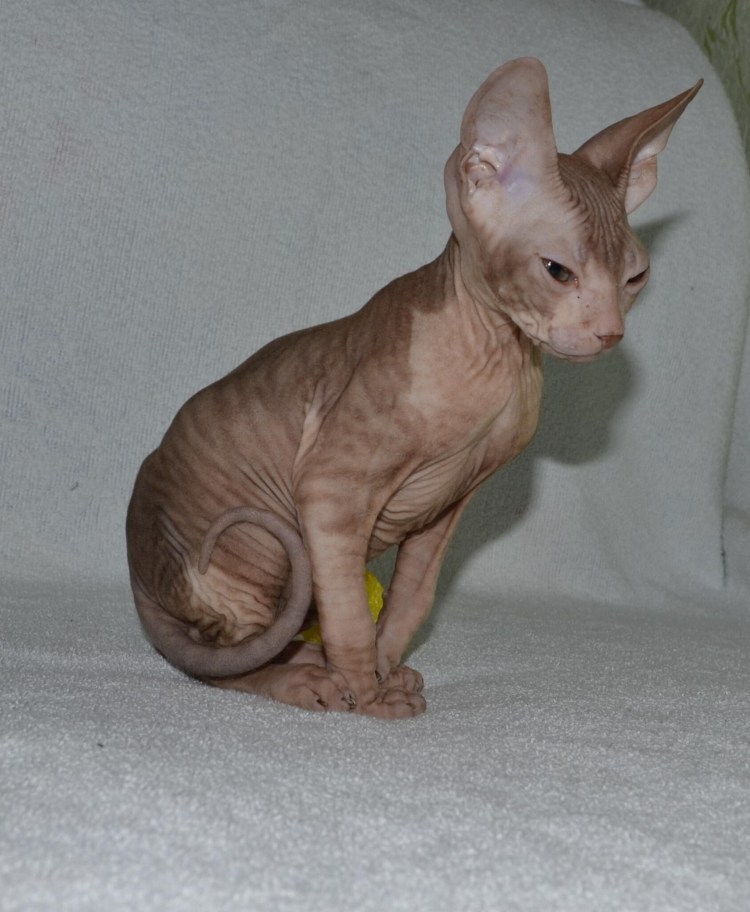 Кот сфинкс кот кастрат