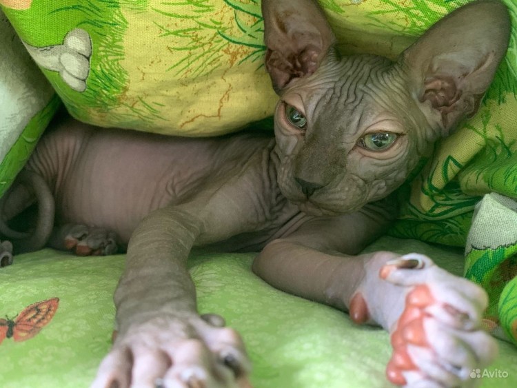 Сфинкс мальчик взрослый