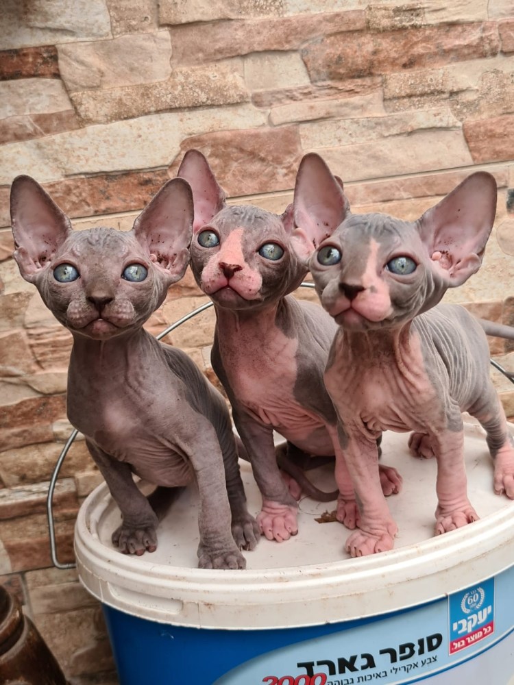 Сфинкс мальчик взрослый