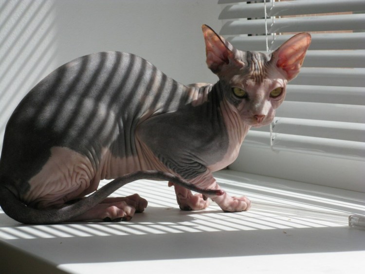 Сфинкс кот светлый