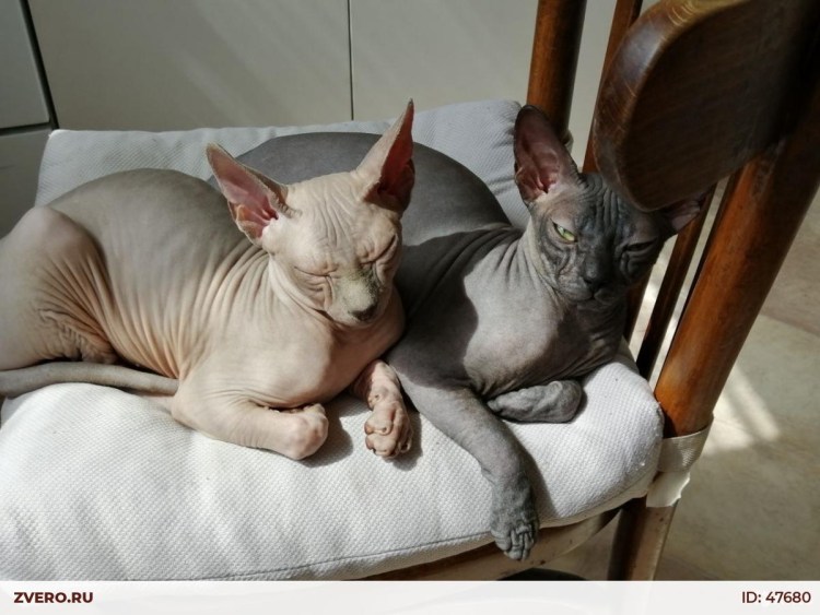 Донской сфинкс питомник СПБ