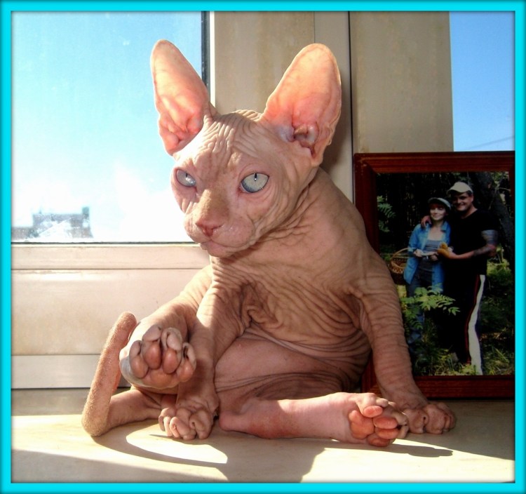 Кот сфинкс мальчик