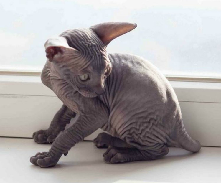 Сфинкс мальчик фото