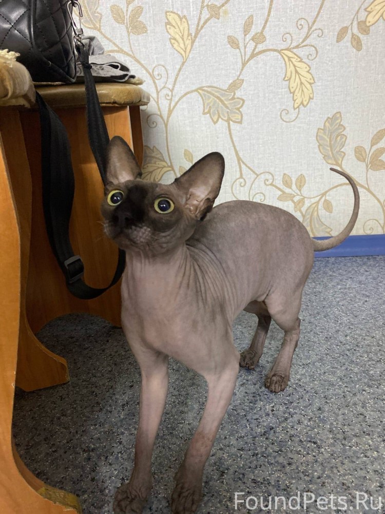 Котики сфинксы