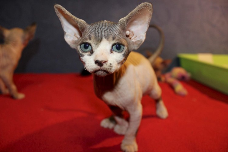 Алиса сфинкс