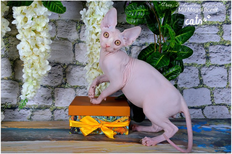 Сфинкс мальчик взрослый